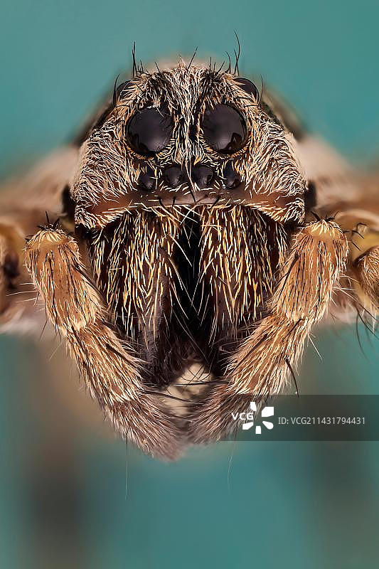 索莫狼蛛图片素材