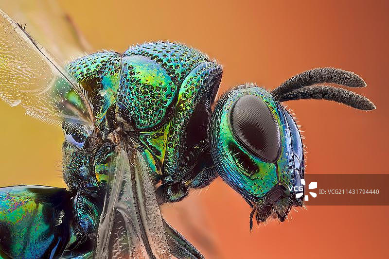 一种寄生蜂，具有鲜艳的金属色图片素材