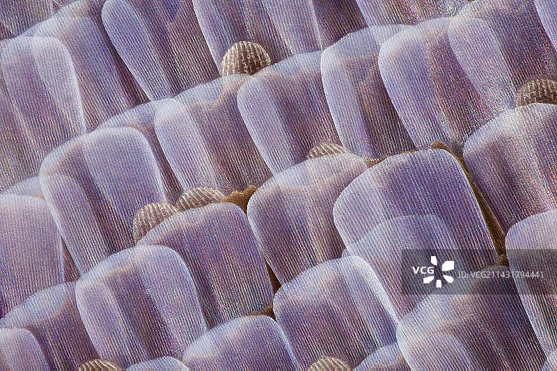 贝拉灰蝶的翅膀鳞片图片素材