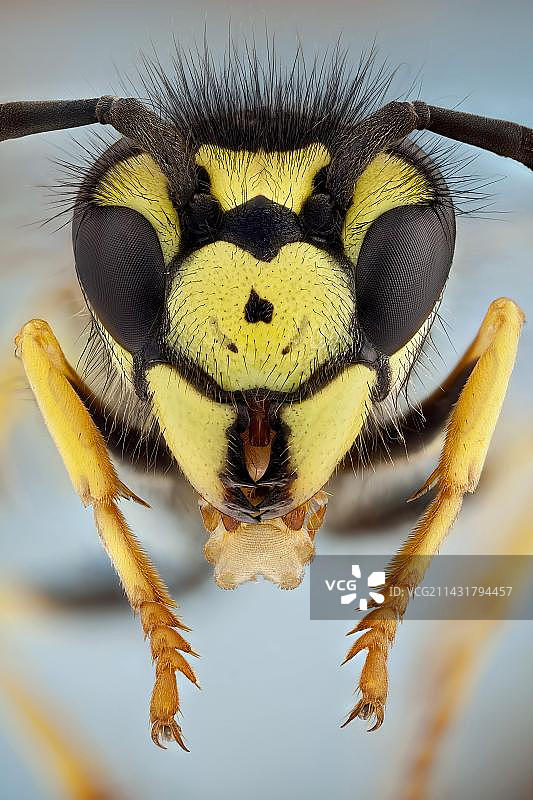 常见黄蜂伸出长长口器的肖像图片素材