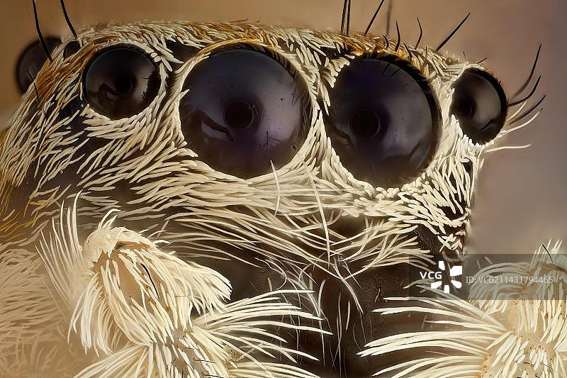 跳蛛：无脊椎动物中视力最好的生物，用于求偶、捕猎和导航图片素材