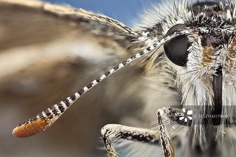 阿多尼斯蓝蝶的栖息地：钙质草地图片素材