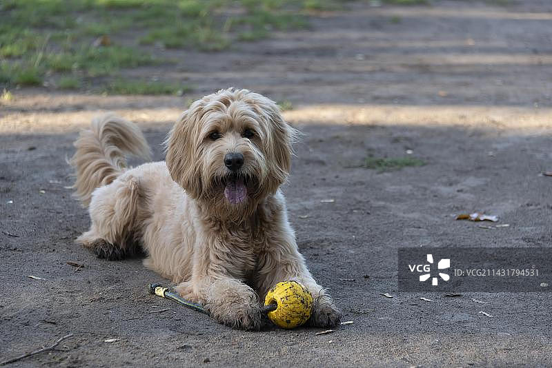 黄色拉布拉多贵宾犬图片素材