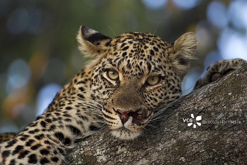 非洲博茨瓦纳树上受伤的豹子，直视镜头，黑白照片，金色眼睛图片素材