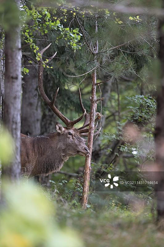 马鹿（Cervus elaphus），红鹿，首领雄鹿在发情期用鹿角敲打树木图片素材