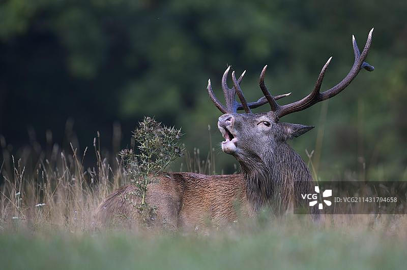 发情期在森林空地中吼叫的赤鹿图片素材