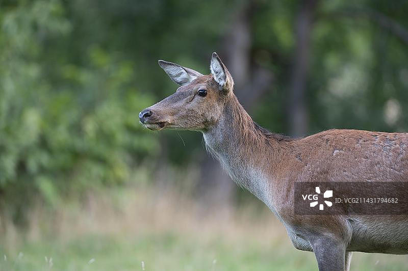 红鹿特写，母鹿图片素材
