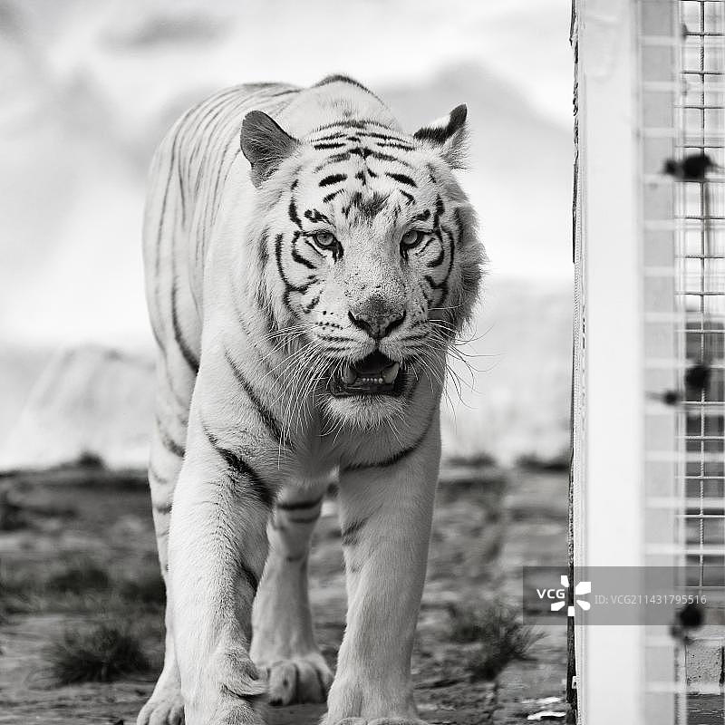白虎（Panthera tigris），笼子旁的画像，白化，躁动不安，微微张开嘴，圈养，黑白照片图片素材