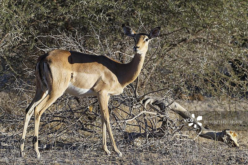 非洲纳米比亚的黑斑羚图片素材