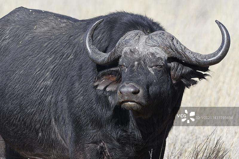 非洲水牛，Bwabwata国家公园，纳米比亚图片素材