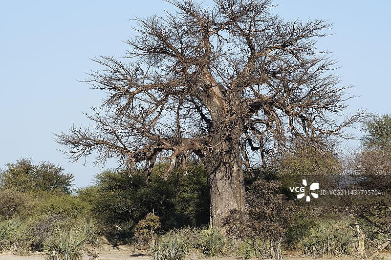 非洲猴面包树，位于纳米比亚布瓦布瓦塔国家公园图片素材