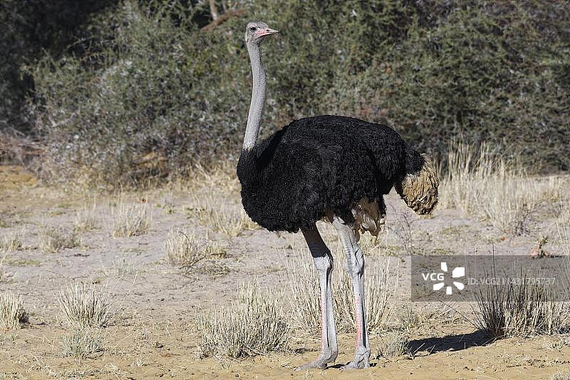 南非鸵鸟(Struthio camelus australis),成年雄性,位于纳米比亚卡万戈东部布瓦布瓦塔国家公园马汉戈核心区,非洲图片素材