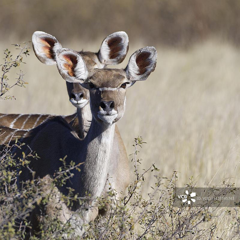 两只成年雌性大角羚站在灌木丛中,眼神交流,动物写真,马汉戈核心区,布瓦布瓦塔国家公园,卡万戈东区,卡普里维地带,纳米比亚,非洲图片素材