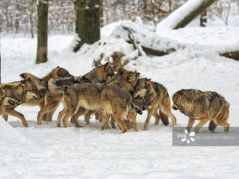 狼群：幼年灰狼在雪地里嬉戏图片素材