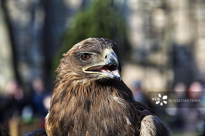 草原雕（Aquila nipalensis）在德国下萨克森州哈默尔恩中世纪市场的呼唤图片素材