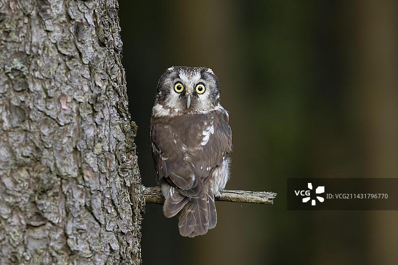 欧洲捷克共和国的小鸮图片素材
