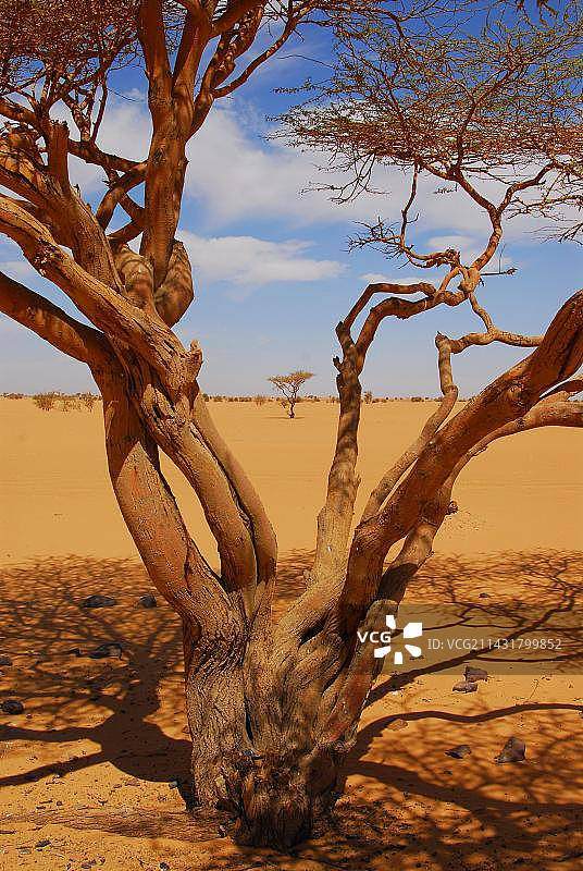 非洲苏丹巴尤达沙漠的金合欢树图片素材