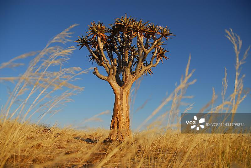柯克布姆（芦荟），纳米比亚凯特曼斯胡普，非洲图片素材