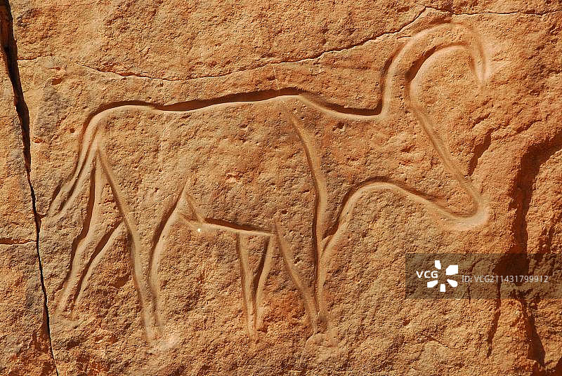 非洲利比亚马腾杜什峡谷的岩石雕刻：牛图片素材