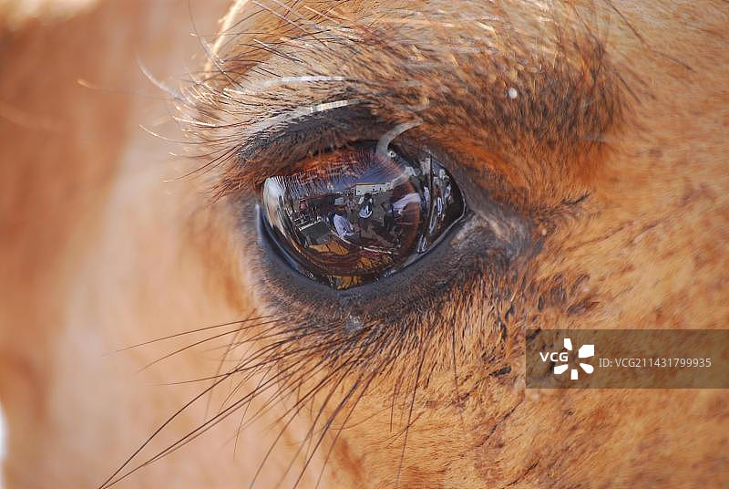 阿曼伊卜拉的骆驼眼睛图片素材