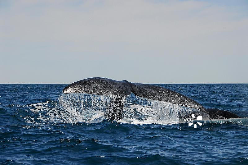 南露脊鲸，瓦尔德斯半岛，丘布特省，巴塔哥尼亚，阿根廷，南美洲图片素材