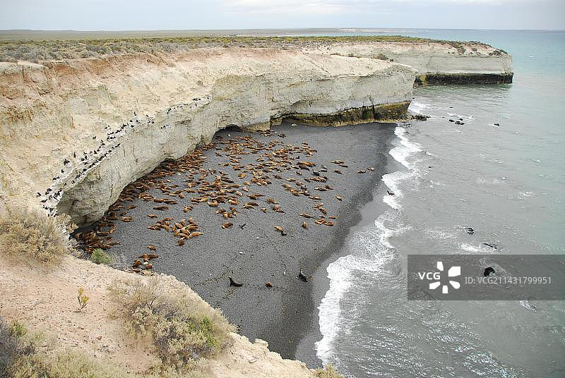 阿根廷丘布特省马德林港附近蓬塔洛马的海狮和鸬鹚群落图片素材