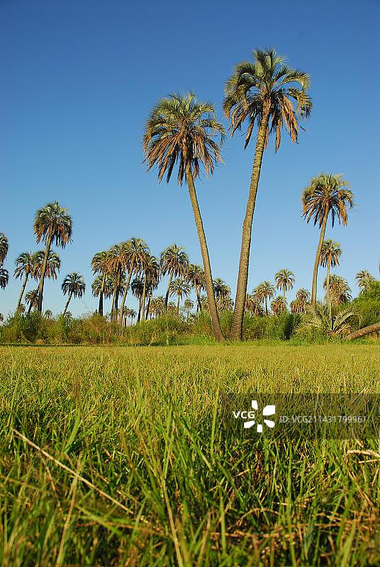 阿根廷恩特雷里奥斯省埃尔帕尔玛国家公园图片素材