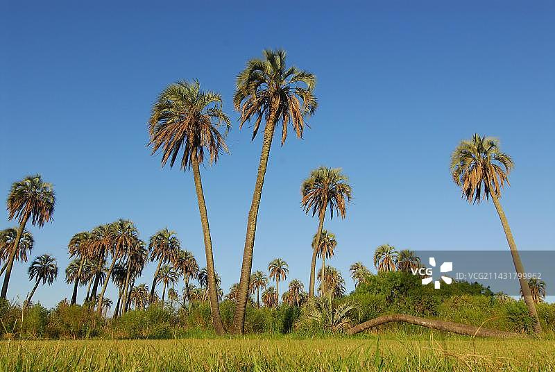 阿根廷恩特雷里奥斯省埃尔帕尔玛国家公园图片素材