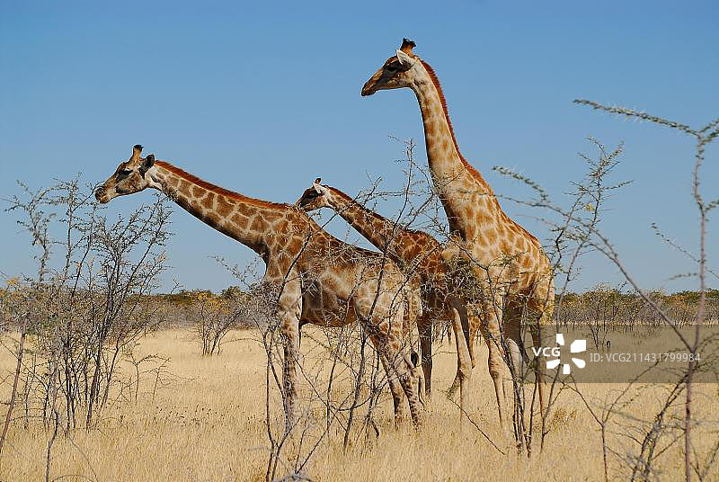 非洲纳米比亚埃托沙国家公园的长颈鹿图片素材