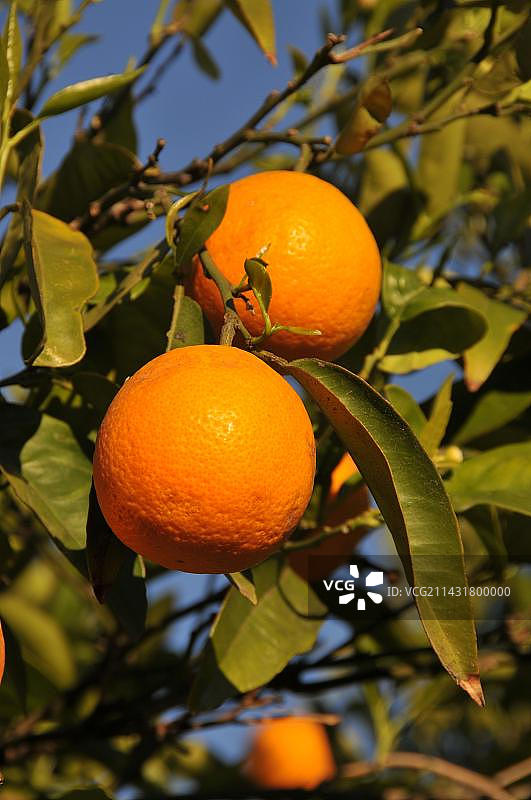 西班牙科斯塔布兰卡La Nucia的柑橘树图片素材