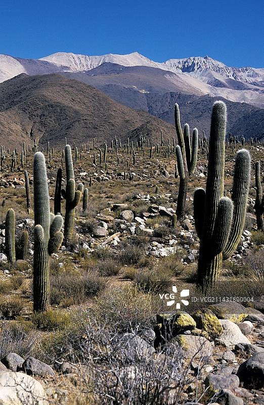 阿根廷萨尔塔省卡奇山脚下的仙人掌图片素材