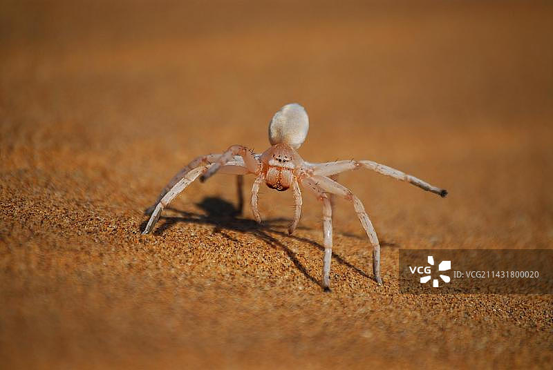 白衣舞蛛，纳米比亚斯瓦科普蒙德附近纳米布沙漠，非洲图片素材