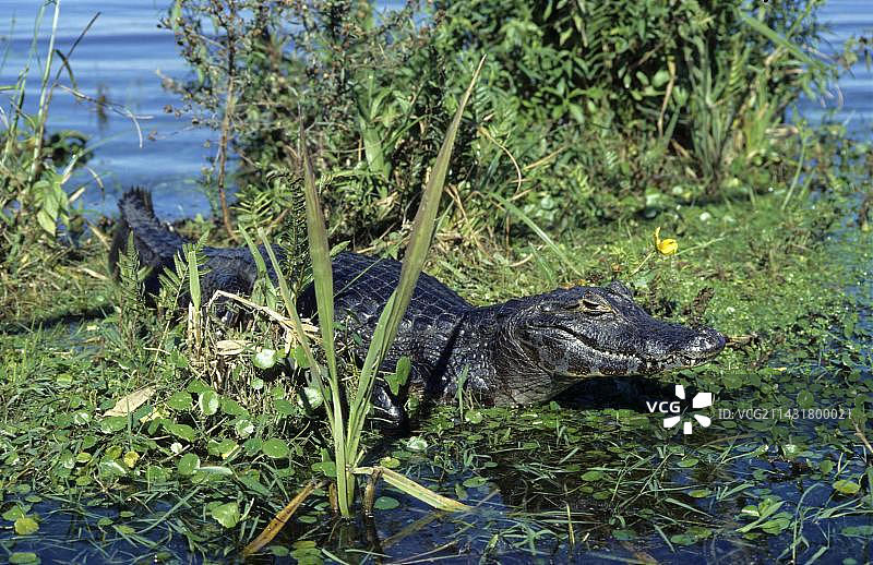 阿根廷科连特斯省伊贝拉湿地的雅卡雷鳄图片素材