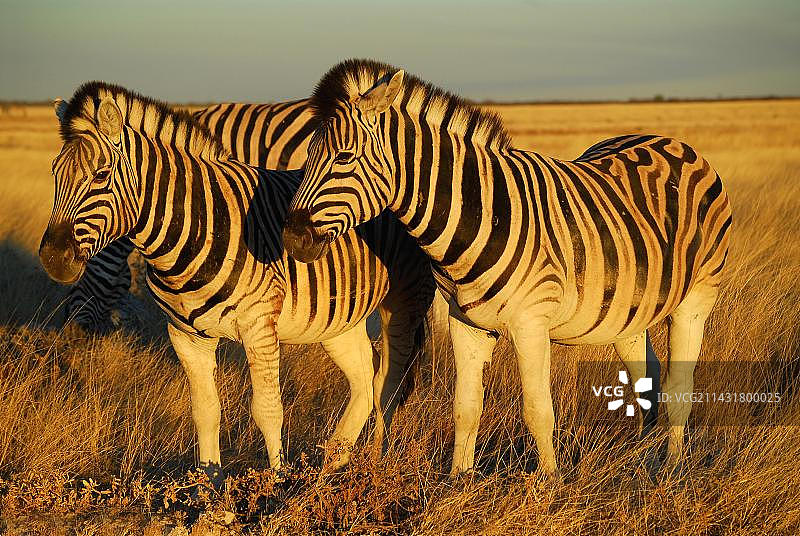 埃托沙国家公园傍晚的两只平原斑马图片素材