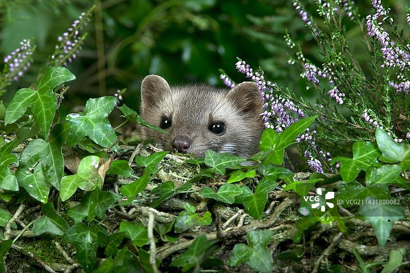 在诺曼底植被中伪装的成年欧洲石貂图片素材