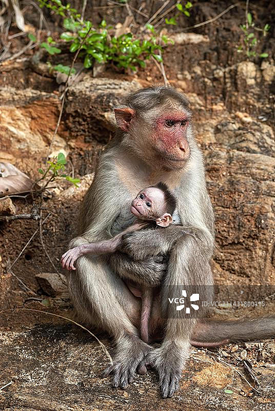 婴猴（Macaca radiata）与幼猴，位于印度南部泰米尔纳德邦马杜赖附近的阿拉加尔科维尔帕扎穆迪尔乔莱山，亚洲图片素材