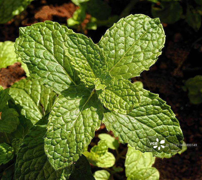 薄荷田，泰米尔纳德邦，南印度图片素材