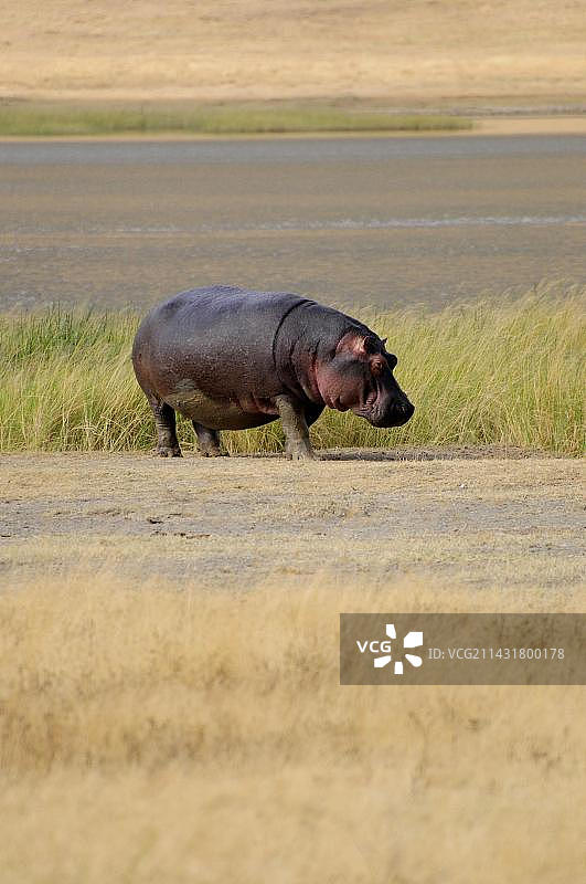 坦桑尼亚恩戈罗恩戈罗保护区火山口的河马图片素材