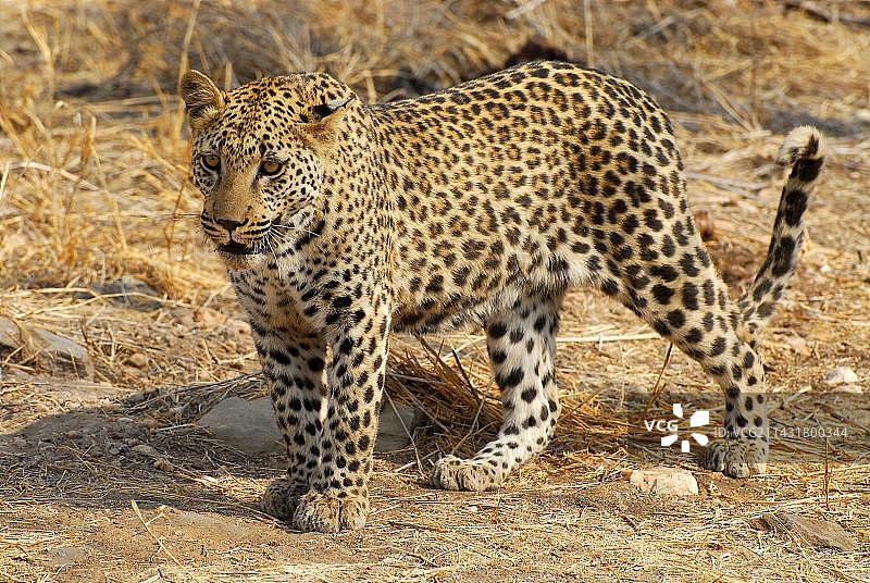 豹，位于纳米比亚奥卡汉贾的杜斯特恩布鲁克客栈，非洲图片素材