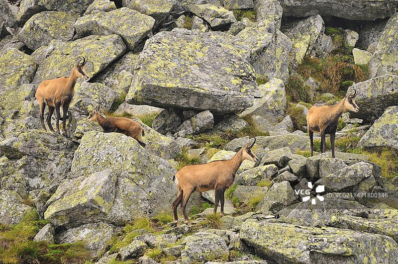 塔特拉山羚羊，斯洛伐克塔特拉山图片素材