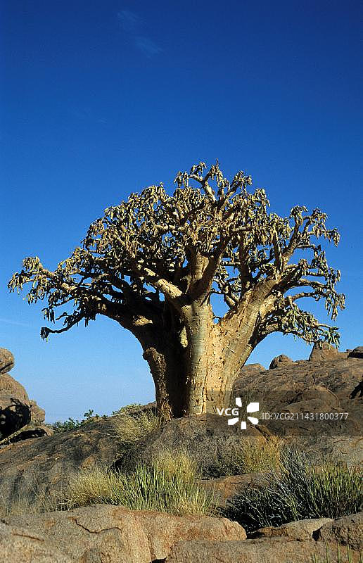 棒锤树，纳米比亚布兰德山图片素材