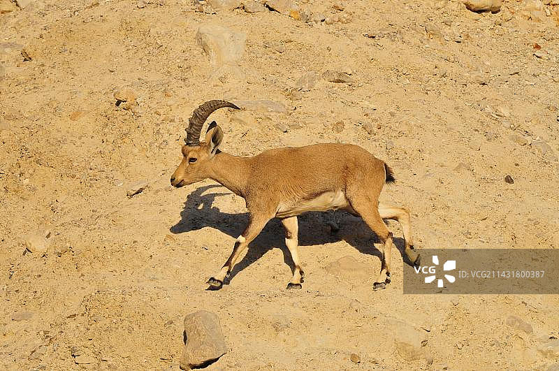 恩戈地附近犹太山脉沙漠中的努比亚北山羊，死海，以色列图片素材