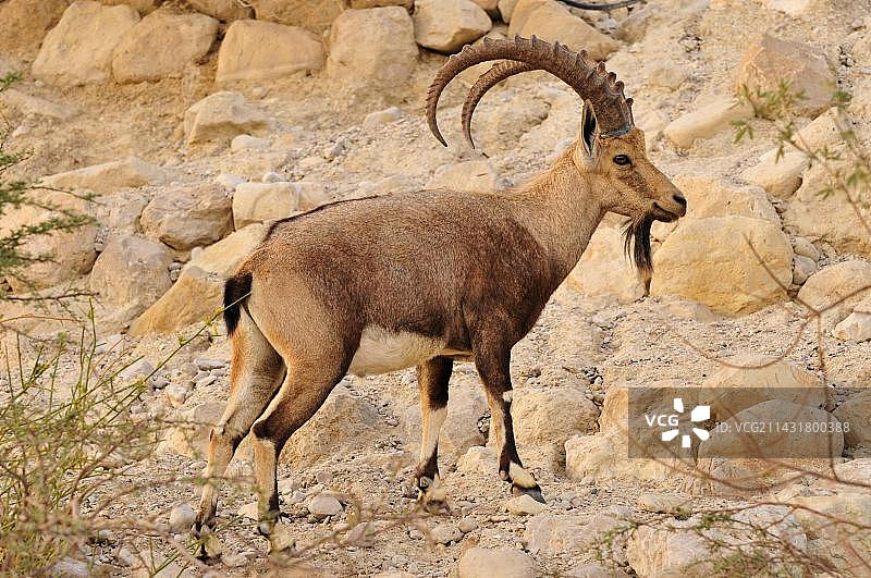 恩戈地附近犹太山脉沙漠中的努比亚北山羊，死海，以色列图片素材