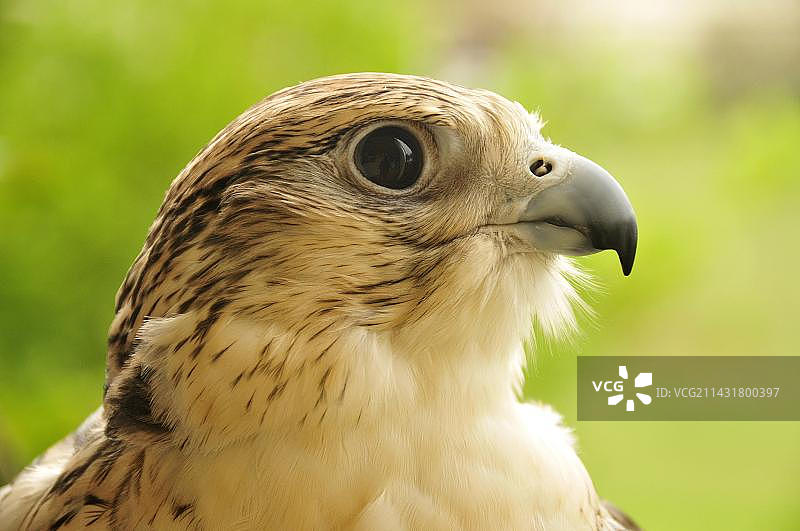 阿布扎比猎鹰医院里的猎鹰，阿拉伯联合酋长国图片素材
