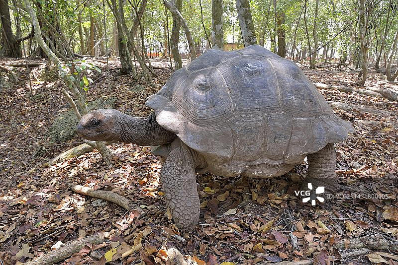 坦桑尼亚昌古岛亚达伯拉象龟图片素材