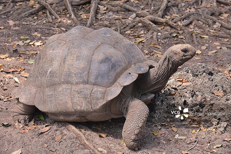 坦桑尼亚昌古岛亚达伯拉象龟图片素材