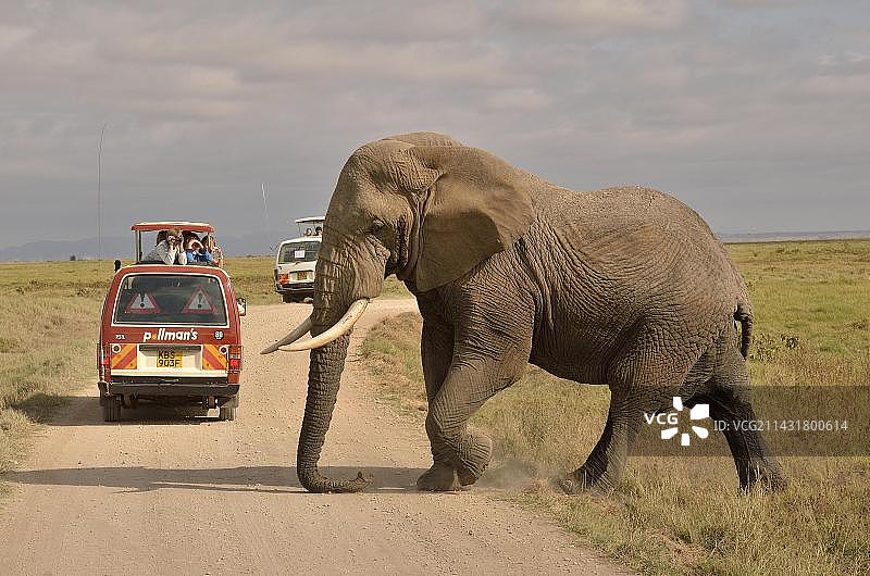 非洲肯尼亚安博塞利国家公园大象图片素材