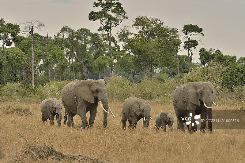 非洲肯尼亚裂谷省马赛马拉草原大象（非洲象）图片素材