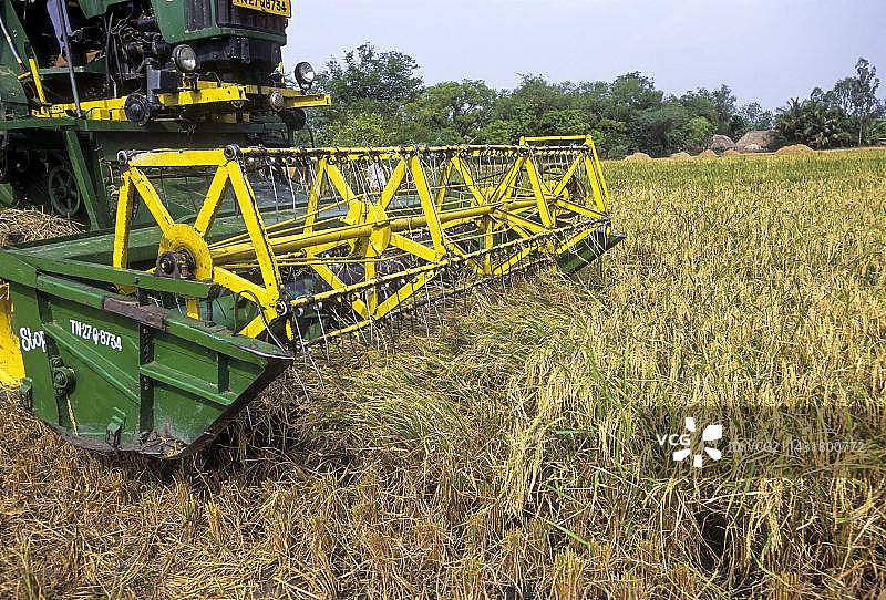印度田间水稻收割机图片素材