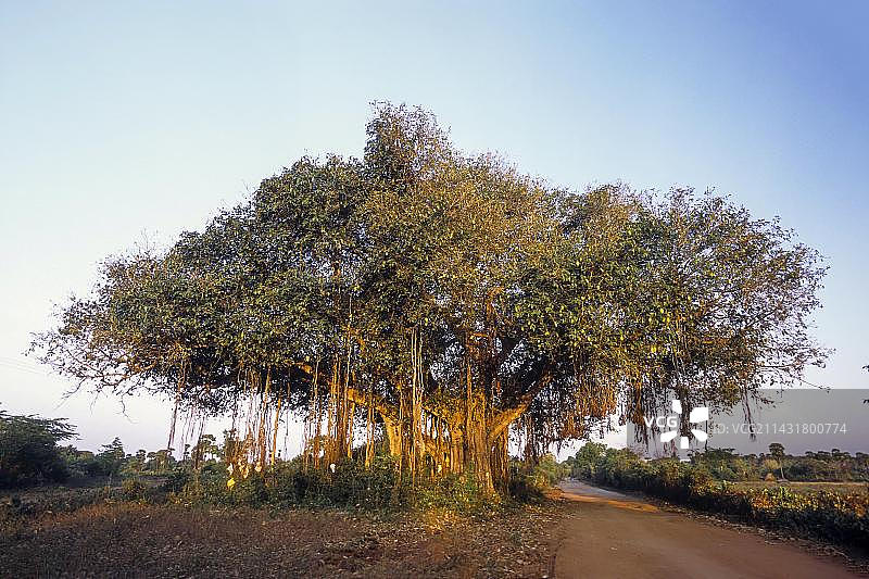 印度榕树（孟加拉榕），泰米尔纳德邦，南印度图片素材